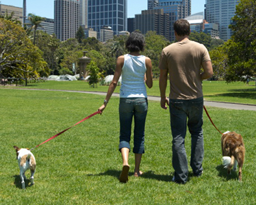 Meeting_In_A_Dog_Park