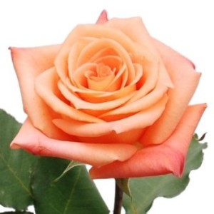 donna_peach_roses