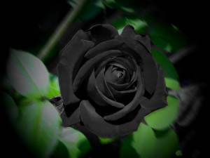 blackrose