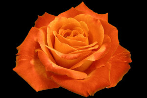 orangeroses