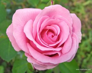 pink_rose