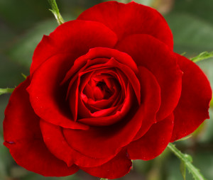 redrose