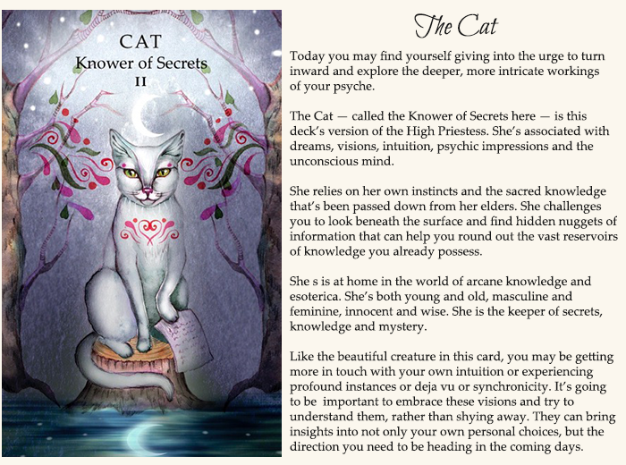 The cat