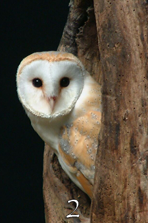tree-owl-2