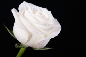 white-rose